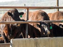 Maydan Feedlot - Cows in Feedlot - Captured at Maydan Feedlot, Bony Mountain QLD Australia.