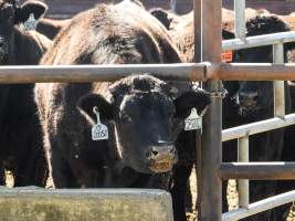 Maydan Feedlot - Cows in Feedlot - Captured at Maydan Feedlot, Bony Mountain QLD Australia.