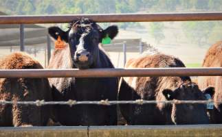 Maydan Feedlot - Cows in Feedlot - Captured at Maydan Feedlot, Bony Mountain QLD Australia.