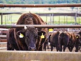 Maydan Feedlot - Cows in Feedlot - Captured at Maydan Feedlot, Bony Mountain QLD Australia.