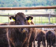 Maydan Feedlot - Cows in Feedlot - Captured at Maydan Feedlot, Bony Mountain QLD Australia.