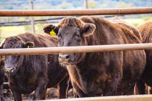 Maydan Feedlot - Cows in Feedlot - Captured at Maydan Feedlot, Bony Mountain QLD Australia.