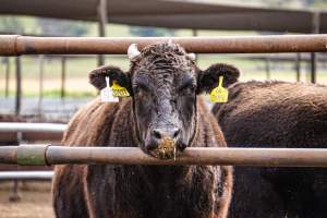 Maydan Feedlot - Cows in Feedlot - Captured at Maydan Feedlot, Bony Mountain QLD Australia.