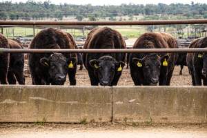 Maydan Feedlot - Cows in Feedlot - Captured at Maydan Feedlot, Bony Mountain QLD Australia.