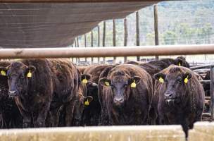 Maydan Feedlot - Cows in Feedlot - Captured at Maydan Feedlot, Bony Mountain QLD Australia.