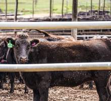 Maydan Feedlot - Cows in Feedlot - Captured at Maydan Feedlot, Bony Mountain QLD Australia.