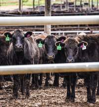 Maydan Feedlot - Cows in Feedlot - Captured at Maydan Feedlot, Bony Mountain QLD Australia.