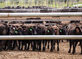 Maydan Feedlot - Cows in Feedlot - Captured at Maydan Feedlot, Bony Mountain QLD Australia.