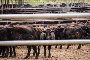 Maydan Feedlot - Cows in Feedlot - Captured at Maydan Feedlot, Bony Mountain QLD Australia.