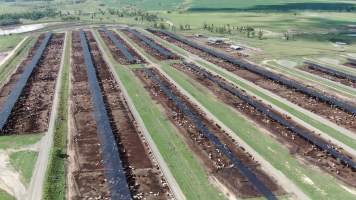 Brindley Park Feedlot - Aerial view of Brindley Park Feedlot - Captured at Brindley Park Feedlot, Euthulla QLD Australia.