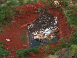 Gjadick Pork dead pile - Dead pile of pigs at Gjadick Pork - Captured at Gjadick Pork, Cushnie QLD Australia.