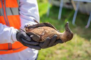 Duck Shooting 2023 - Lake Connewarre - Images from the opening weekend of the 2023 Victorian duck shooting season, near Lake Connewarre, Geelong. - Captured at VIC.