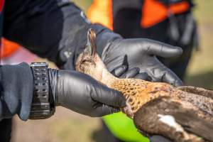 Duck Shooting 2023 - Lake Connewarre - Images from the opening weekend of the 2023 Victorian duck shooting season, near Lake Connewarre, Geelong. - Captured at VIC.