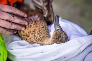 Duck Shooting 2023 - Lake Connewarre - Images from the opening weekend of the 2023 Victorian duck shooting season, near Lake Connewarre, Geelong. - Captured at VIC.