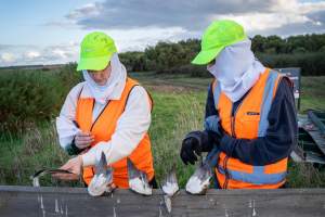 Duck Shooting 2023 - Lake Connewarre - Images from the opening weekend of the 2023 Victorian duck shooting season, near Lake Connewarre, Geelong. - Captured at VIC.