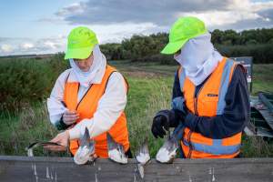 Duck Shooting 2023 - Lake Connewarre - Images from the opening weekend of the 2023 Victorian duck shooting season, near Lake Connewarre, Geelong. - Captured at VIC.