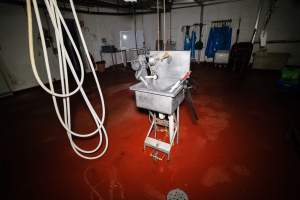 Kill room - The kill room at BMK slaughterhouse where pigs are 'stuck' and butchered. - Captured at BMK Food Slaughterhouse, Murray Bridge East SA Australia.