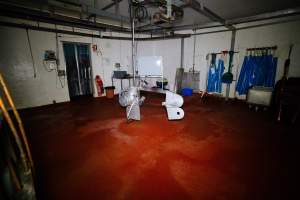 Kill room - The kill room at BMK slaughterhouse where pigs are 'stuck' and butchered. - Captured at BMK Food Slaughterhouse, Murray Bridge East SA Australia.