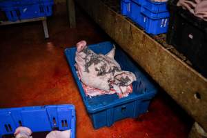 A pigs head - A pigs head covered in ash and left in a crate at BMK Foods slaughterhouse. - Captured at BMK Food Slaughterhouse, Murray Bridge East SA Australia.