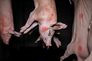 Pigs in the chiller - Dead pigs hanging in the chiller room at BMK Foods slaughterhouse. - Captured at BMK Food Slaughterhouse, Murray Bridge East SA Australia.