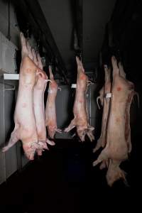 Pigs in the chiller - Dead pigs hanging in the chiller room at BMK Foods slaughterhouse. - Captured at BMK Food Slaughterhouse, Murray Bridge East SA Australia.