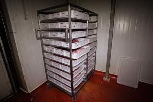 Organs - Drawers of pig's organs inside the chiller room at BMK slaughterhouse. - Captured at BMK Food Slaughterhouse, Murray Bridge East SA Australia.