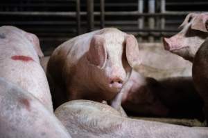 Holding pens - Pigs in holding pens at BMK slaughterhouse the night before they were killed in the gas chamber. - Captured at BMK Food Slaughterhouse, Murray Bridge East SA Australia.