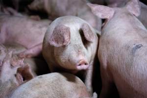 Holding pens - Pigs in holding pens at BMK slaughterhouse the night before they were killed in the gas chamber. - Captured at BMK Food Slaughterhouse, Murray Bridge East SA Australia.