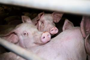 Holding pens - Pigs in holding pens at BMK slaughterhouse the night before they were killed in the gas chamber. - Captured at BMK Food Slaughterhouse, Murray Bridge East SA Australia.