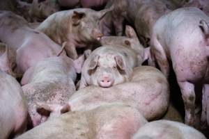 Holding pens - Pigs in holding pens at BMK slaughterhouse the night before they were killed in the gas chamber. - Captured at BMK Food Slaughterhouse, Murray Bridge East SA Australia.