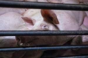 Holding pens - Pigs in holding pens at BMK slaughterhouse the night before they were killed in the gas chamber. - Captured at BMK Food Slaughterhouse, Murray Bridge East SA Australia.