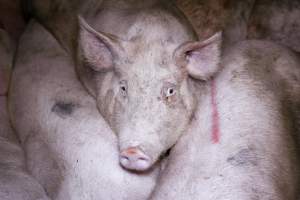 Holding pens - Pigs in holding pens at BMK slaughterhouse the night before they were killed in the gas chamber. - Captured at BMK Food Slaughterhouse, Murray Bridge East SA Australia.