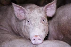 Holding pens - Pigs in holding pens at BMK slaughterhouse the night before they were killed in the gas chamber. - Captured at BMK Food Slaughterhouse, Murray Bridge East SA Australia.