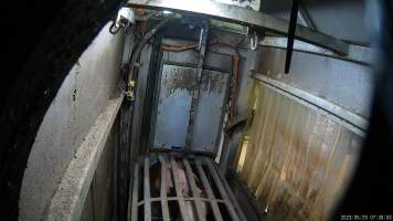 Pigs in the gas chamber - Pigs in the gas chamber at BMK slaughterhouse. Pigs are forced through a narrow race, into the barred gondola where they are lowered into carbon dioxide gas. Pigs die in agony, thrashing and screaming at the bottom of the chamber. BMK Foods uses a 'dip-lift' chamber design with one gondola. Pigs are gassed 2-5 per gondola, or a single sow. They are capable of killing hundreds of pigs every day. - Captured at BMK Food Slaughterhouse, Murray Bridge East SA Australia.