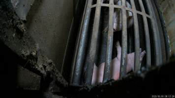 Pigs in gas chamber at BMK slaughterhouse. - Pigs in the gas chamber at BMK slaughterhouse. Pigs are forced through a narrow race, into the barred gondola where they are lowered into carbon dioxide gas. Pigs die in agony, thrashing and screaming at the bottom of the chamber. BMK Foods uses a 'dip-lift' chamber design with one gondola. Pigs are gassed 2-5 per gondola, or a single sow. They are capable of killing hundreds of pigs every day.
At this facility, investigators found that some pigs would start to be affected by the gas before the gondola was even lowered, meaning that they would slowly suffocate to death for minutes as they gasped for air. One group of pigs were left at the top of the chamber, shaking, gasping and foaming at the mouth for twenty minutes before they were finally lowered into the gas. - Captured at BMK Food Slaughterhouse, Murray Bridge East SA Australia.