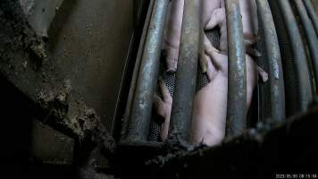 Pigs in gas chamber at BMK slaughterhouse. - Pigs in the gas chamber at BMK slaughterhouse. Pigs are forced through a narrow race, into the barred gondola where they are lowered into carbon dioxide gas. Pigs die in agony, thrashing and screaming at the bottom of the chamber. BMK Foods uses a 'dip-lift' chamber design with one gondola. Pigs are gassed 2-5 per gondola, or a single sow. They are capable of killing hundreds of pigs every day. 

At this facility, investigators found that some pigs would start to be affected by the gas before the gondola was even lowered, meaning that they would slowly suffocate to death for minutes as they gasped for air. One group of pigs were left at the top of the chamber, shaking, gasping and foaming at the mouth for twenty minutes before they were finally lowered into the gas. - Captured at BMK Food Slaughterhouse, Murray Bridge East SA Australia.