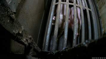 Pigs in the gas chamber - Pigs in the gas chamber at BMK slaughterhouse. Pigs are forced through a narrow race, into the barred gondola where they are lowered into carbon dioxide gas. Pigs die in agony, thrashing and screaming at the bottom of the chamber. BMK Foods uses a 'dip-lift' chamber design with one gondola. Pigs are gassed 2-5 per gondola, or a single sow. They are capable of killing hundreds of pigs every day.
At this facility, investigators found that some pigs would start to be affected by the gas before the gondola was even lowered, meaning that they would slowly suffocate to death for minutes as they gasped for air. One group of pigs were left at the top of the chamber, shaking, gasping and foaming at the mouth for twenty minutes before they were finally lowered into the gas. - Captured at BMK Food Slaughterhouse, Murray Bridge East SA Australia.