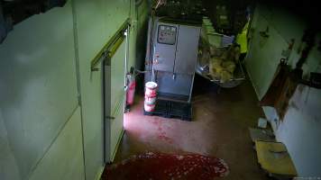 Gas chamber tipout - Pigs being tipped out of the gas chamber used to paralyse them before they are hung up and 'stuck' with a knife. - Captured at BMK Food Slaughterhouse, Murray Bridge East SA Australia.