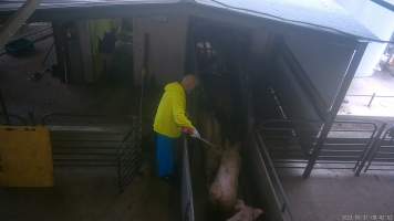 Pigs in the race - A pig is jabbed with an electric prodder while being forced into the gas chamber. - Captured at BMK Food Slaughterhouse, Murray Bridge East SA Australia.