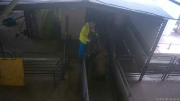 Electrocuted in the race - A pig is jabbed in the face with an electric prodder while being forced into the gas chamber. - Captured at BMK Food Slaughterhouse, Murray Bridge East SA Australia.