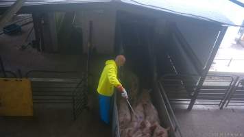 Pigs in the race - Pigs are jabbed with an electric prodder while being forced into the gas chamber. - Captured at BMK Food Slaughterhouse, Murray Bridge East SA Australia.