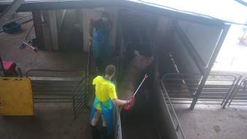 Sow in the race - Sows are jabbed with an electric prodder while being forced into the gas chamber. - Captured at BMK Food Slaughterhouse, Murray Bridge East SA Australia.