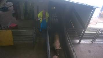 Pig running from the gas chamber - A pig runs back down the race after being herded into the gas chamber. A worker pursues to force them back into the gondola. - Captured at BMK Food Slaughterhouse, Murray Bridge East SA Australia.