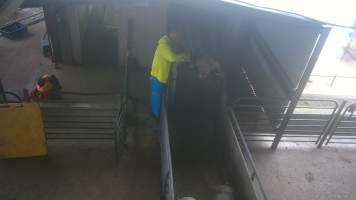 Electrocuted in the race - A pig is jabbed in the face with an electric prodder while trying to squeeze out of the gondola. - Captured at BMK Food Slaughterhouse, Murray Bridge East SA Australia.