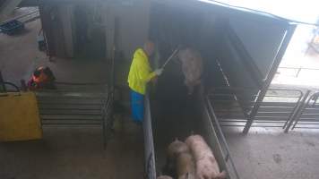 Electrocuted in the race - A pig is jabbed in the face with an electric prodder while trying to squeeze out of the gondola. - Captured at BMK Food Slaughterhouse, Murray Bridge East SA Australia.