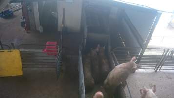 Pigs in the race - A pigs tries to climb out of the race. - Captured at BMK Food Slaughterhouse, Murray Bridge East SA Australia.