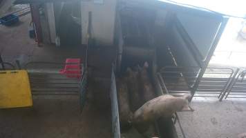 Pigs in the race - A pigs tries to climb out of the race. - Captured at BMK Food Slaughterhouse, Murray Bridge East SA Australia.