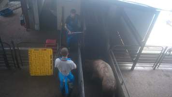 Injured sow - An injured sow is herded into the gas chamber. A worker is overheard on camera saying 