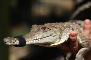 A Freshwater Crocodile held and her mouth taped shut so visitors can interact with her. - Freshwater crocodiles are used in many zoos as a way to interact and teach people about crocodiles in the wild. To do this however, this small freshwater crocodile needs to be taken from her exhibit everyday, her mouth taped to protect the public & keepers. She is then placed in a plastic container and taken to an area where she can be taken out and displayed for people to touch, pat and take a selfie with. - Captured at Billabong Zoo, Sancrox NSW Australia.