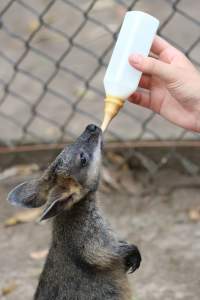 A joey swamp wallaby being fed a bottle - It is a common practice within the zoo industry that zoos will often pull young joeys from their mothers to hand raise. They do this so they can have docile and people friendly wallabies for visitors to walk among and feed.
Little to no consideration is given to the joey or the mother.
- Captured at Billabong Zoo, Sancrox NSW Australia.